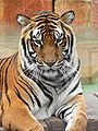 Bengáli tigris, az ország nemzeti állata