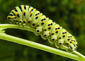 Caterpillar of the Papilio machaon,hernyó