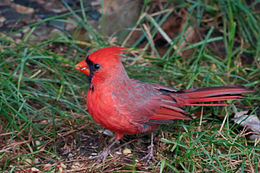 Kardinálispinty a Ohio madara
