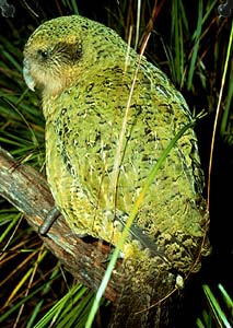 Bagolypapagály más néven Kakapó