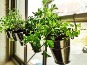 gyógynövények az ablakban