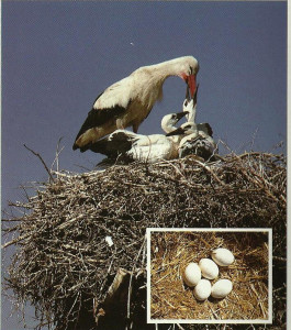 Fehér gólya fészke és tojásai