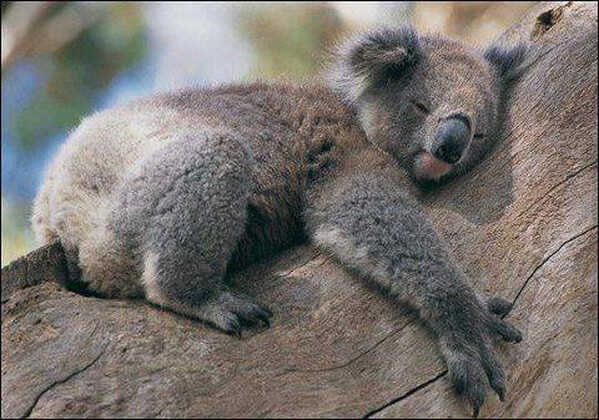 Cuki koala