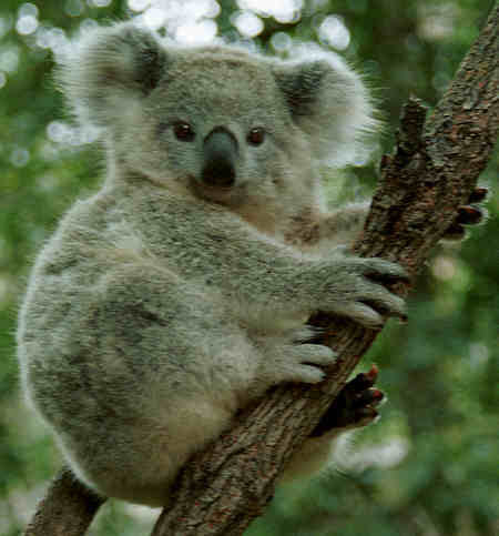 Cuki koala