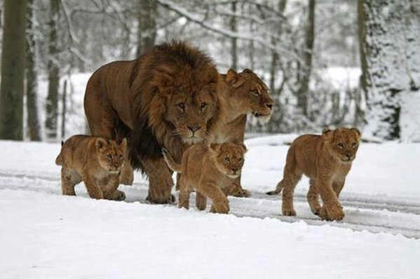 Cuki oroszlánok