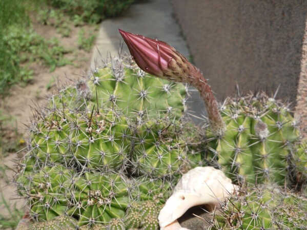 Kaktusz2