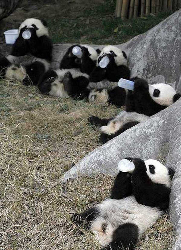 Panda ovi