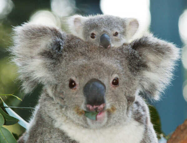 koala baba